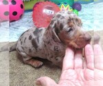 Image preview for Ad Listing. Nickname: Frazier