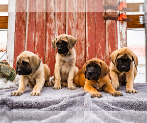 Mastiff Puppy for Sale in WAKARUSA, Indiana USA