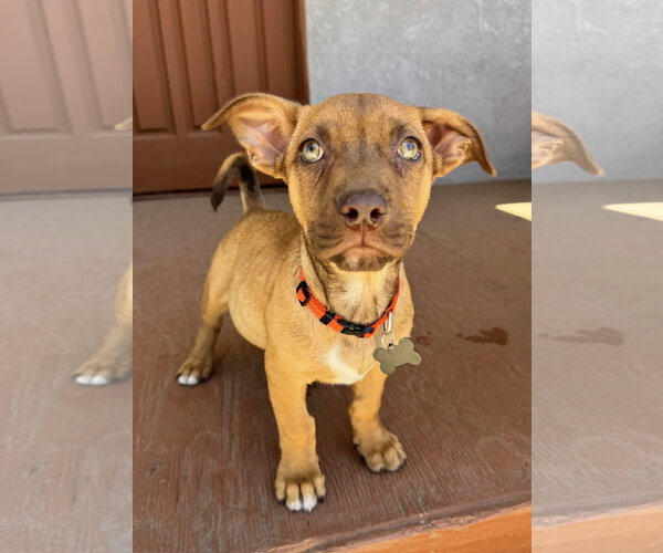 Medium Photo #6 Chihuahua-Unknown Mix Puppy For Sale in Marina Del Rey, CA, USA