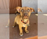 Small #5 Chihuahua Mix