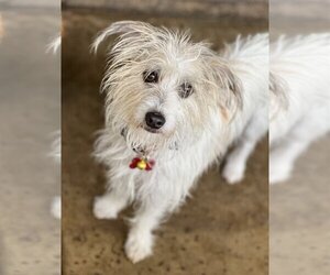 Parson Russell Terrier-Unknown Mix Dogs for adoption in Phoenix, AZ, USA