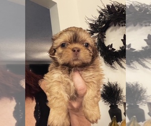 Shih Tzu Puppy for Sale in CLOVIS, California USA