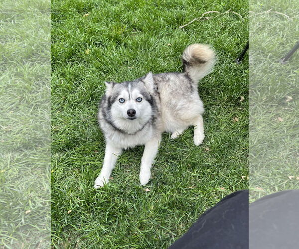 Medium Photo #1 Pomsky Puppy For Sale in St. Louis Park, MN, USA