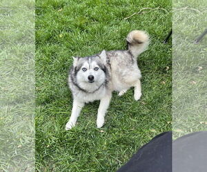 Pomsky Dogs for adoption in St. Louis Park, MN, USA