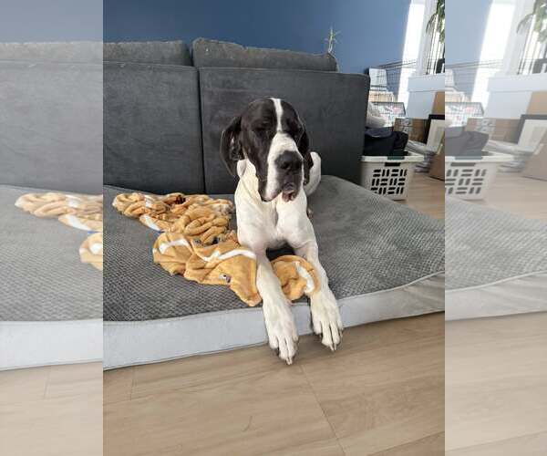 Medium Photo #2 Great Dane Puppy For Sale in Greenville, SC, USA