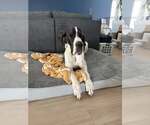 Small #1 Great Dane