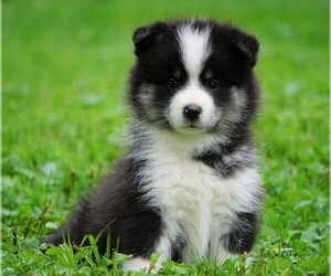 Pomsky Puppy for sale in FREDERICKSBG, OH, USA