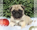 Small Photo #4 Pug Puppy For Sale in GREENCASTLE, PA, USA