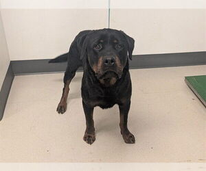 Rottweiler Dogs for adoption in Corona, CA, USA