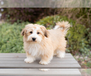 Havanese Puppy for sale in NORTH LAWRENCE, OH, USA