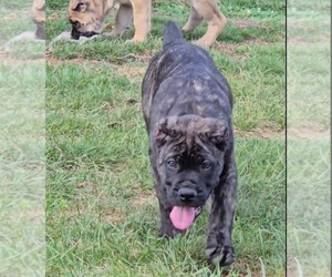 Cane Corso Puppy for sale in CAMBY, IN, USA