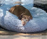 Small #6 Dachshund