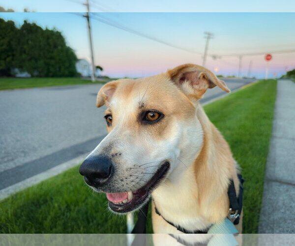 Medium Photo #4 Labrador Retriever-Unknown Mix Puppy For Sale in Oakhurst, NJ, USA