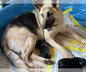 Mother of the German Shepherd Dog puppies born on 04/06/2022