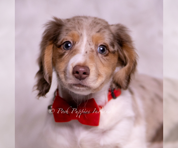 Medium Photo #4 Dachshund Puppy For Sale in WARSAW, IN, USA
