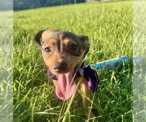 Labrador Retriever-Unknown Mix Dogs for adoption in Oakhurst, NJ, USA