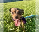 Small Labrador Retriever Mix