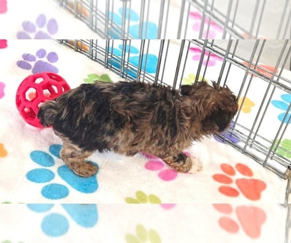 Medium Photo #6 Yorkipoo Puppy For Sale in ORO VALLEY, AZ, USA
