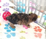 Small #5 Yorkipoo
