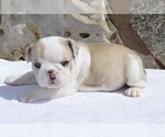 Puppy 4 English Bulldog