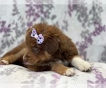 Small Photo #11 Australian Shepherd Puppy For Sale in LAKELAND, FL, USA