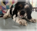 Small #1 Cocker Spaniel