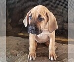 Small Photo #2 Cane Corso Puppy For Sale in FORKSVILLE, PA, USA