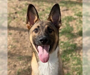 Mutt Dogs for adoption in Canton, CT, USA