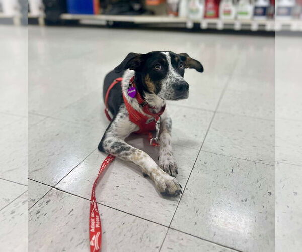 Medium Photo #6 Mutt Puppy For Sale in Minneapolis, MN, USA