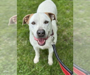 Pointer-Unknown Mix Dogs for adoption in Elmsford, NY, USA