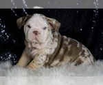 Small #4 English Bulldog