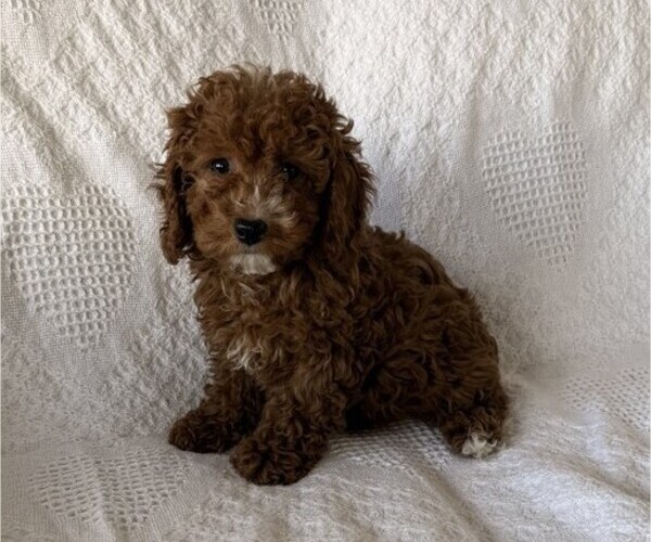 Medium Photo #2 Cavapoo (Miniature) Puppy For Sale in THORP, WI, USA