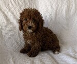 Small #1 Cavapoo (Miniature)