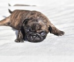 Small #1 Pug