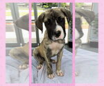 Small #1 Mutt