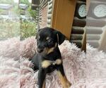 Small #4 Dachshund Mix