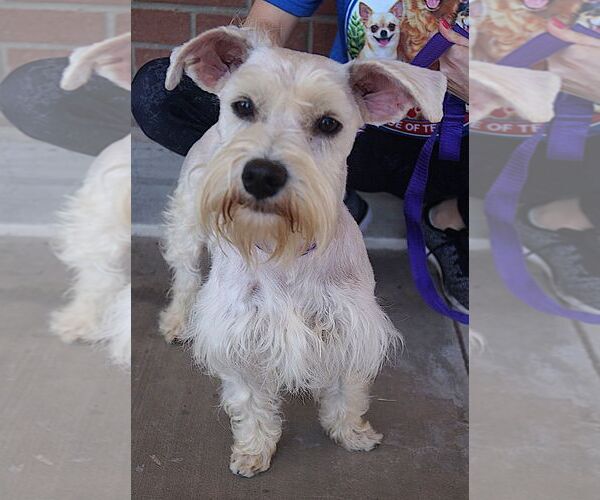 Medium Photo #1 Mutt Puppy For Sale in Carrollton, TX, USA