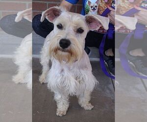 Mutt Dogs for adoption in Carrollton, TX, USA