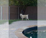 Small #4 Mutt