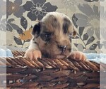 Small Photo #127 Australian Shepherd Puppy For Sale in LEBANON, IN, USA