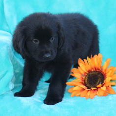 Newfoundland Puppy for sale in GAP, PA, USA