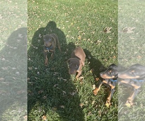 Doberman Pinscher Puppy for sale in ANDOVER, KS, USA
