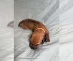 Puppy Aspen Rhodesian Ridgeback