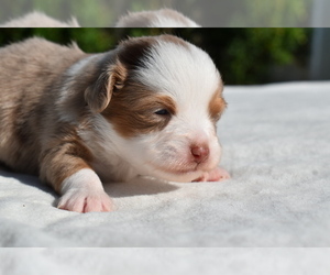 Miniature Australian Shepherd Puppy for sale in PALM COAST, FL, USA