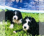 Small Photo #34 Bernedoodle Puppy For Sale in FLEMING ISLAND, FL, USA