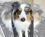 Small #2 Miniature Australian Shepherd