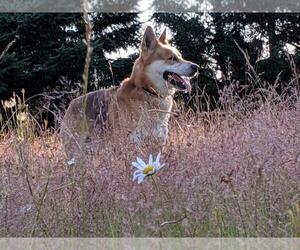 Father of the German Shepherd Dog-Siberian Husky Mix puppies born on 09/18/2023