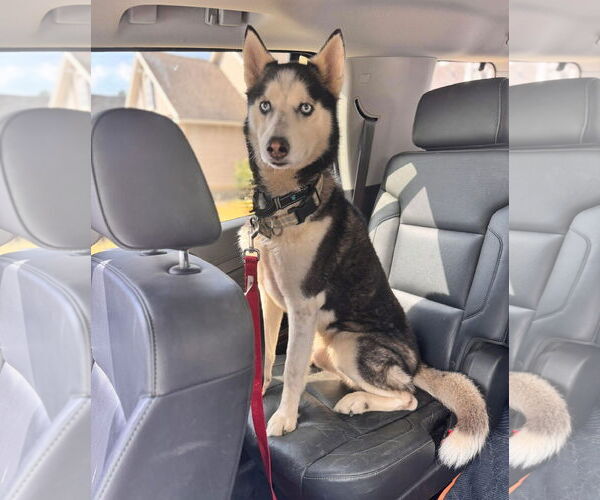 Medium Photo #2 Siberian Husky Puppy For Sale in Cumming, GA, USA