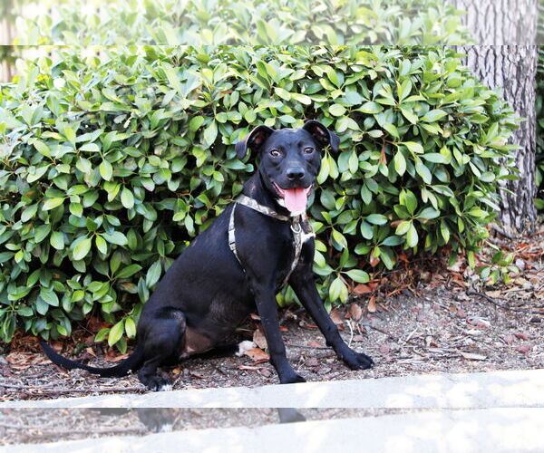 Medium Photo #1 Labrador Retriever-Unknown Mix Puppy For Sale in Yuba City, CA, USA