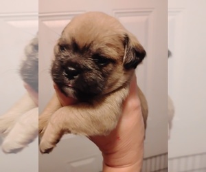 Poodle (Toy)-Pug Mix Puppy for sale in NEW WAVERLY, TX, USA